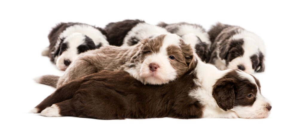 Bearded Collie puppies, 6 weeks old, lying against white background