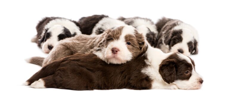 Bearded Collie puppies, 6 weeks old, lying against white background