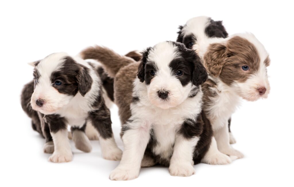 Bearded Collie puppies, 6 weeks old, sitting together against white background