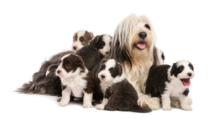 Bearded Collie puppies, 6 weeks old, around their mother sitting against white background