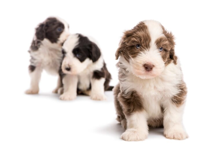 Bearded Collie puppy, 6 weeks old, sitting and two others in the background against white background