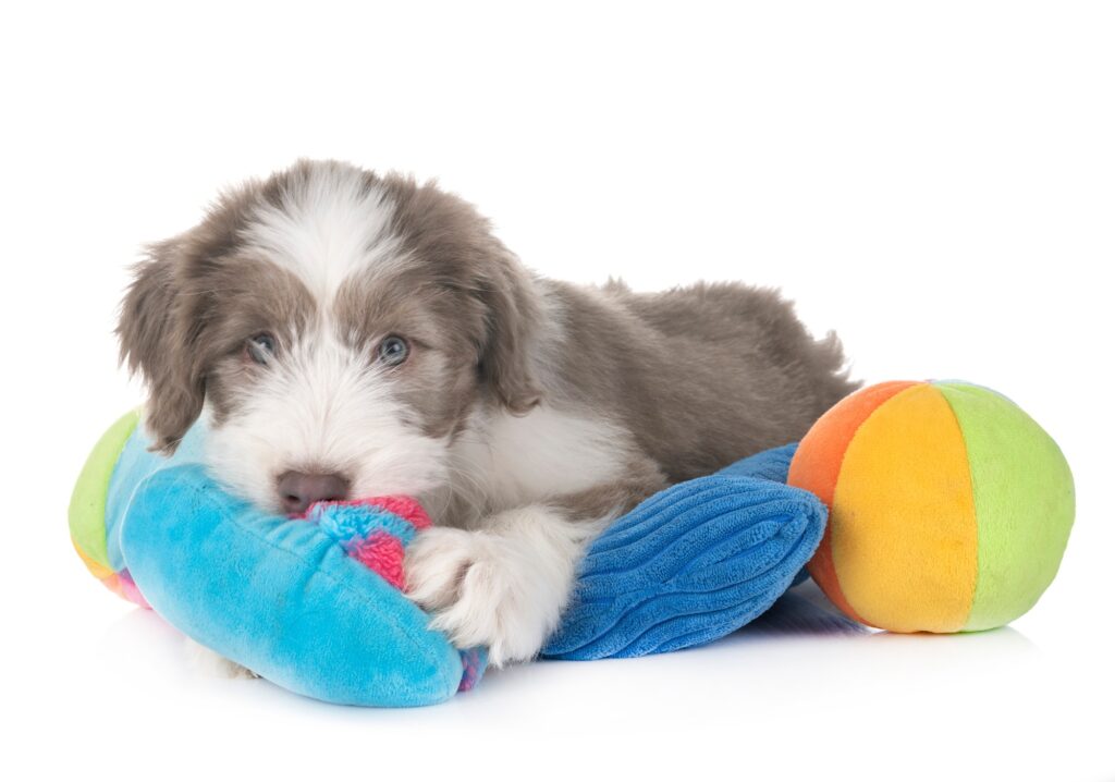 puppy bearded collie