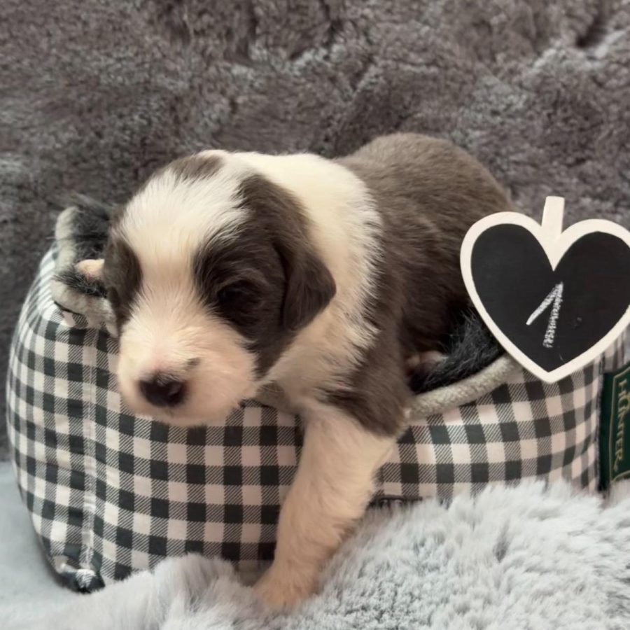 {"data":{"product":"tiktok","metInfo":null}}