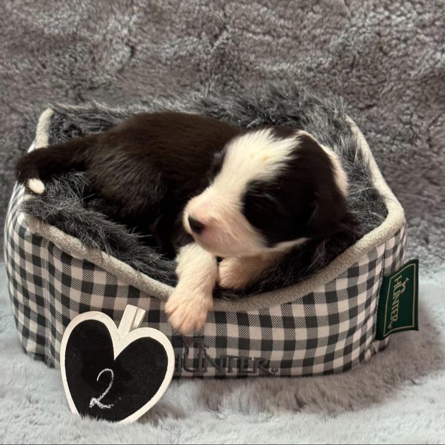 {"data":{"product":"tiktok","metInfo":null}}