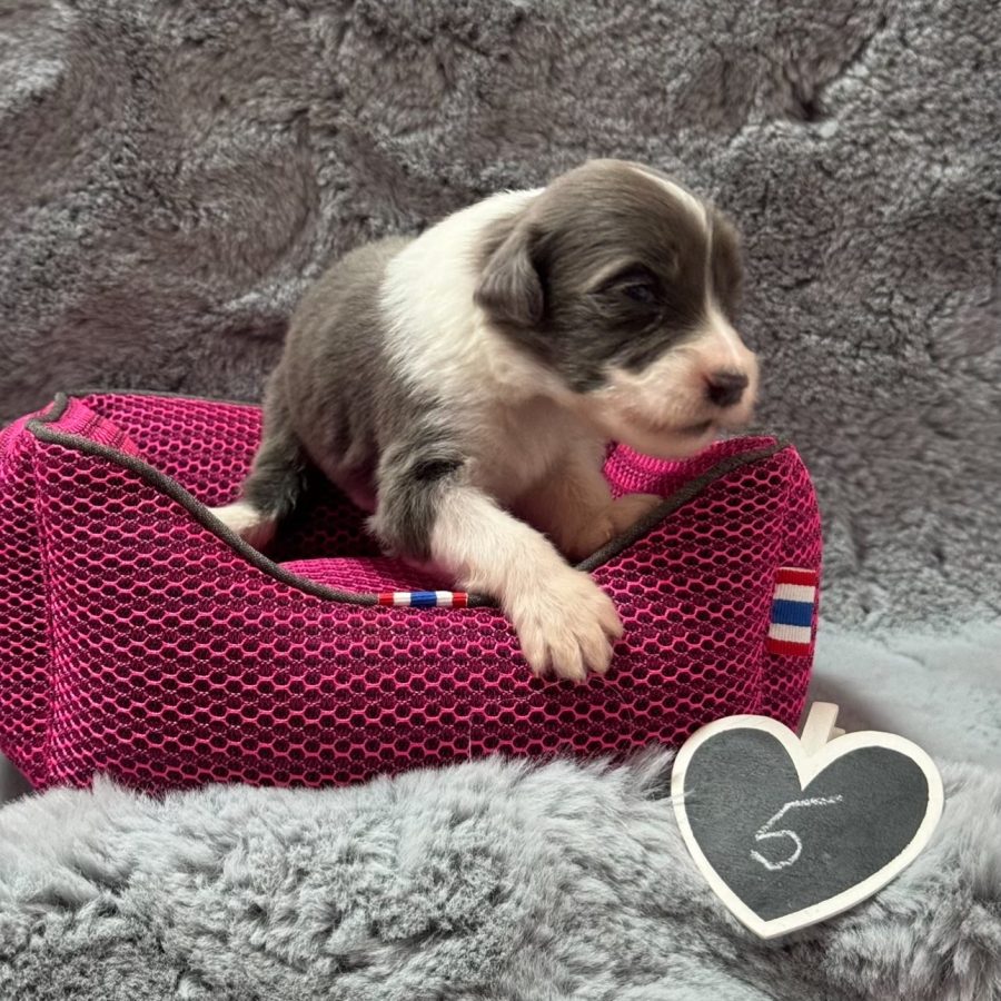 {"data":{"product":"tiktok","metInfo":null}}