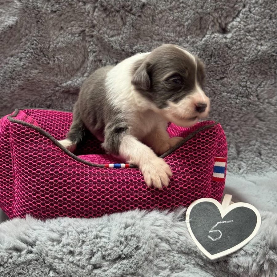 {"data":{"product":"tiktok","metInfo":null}}