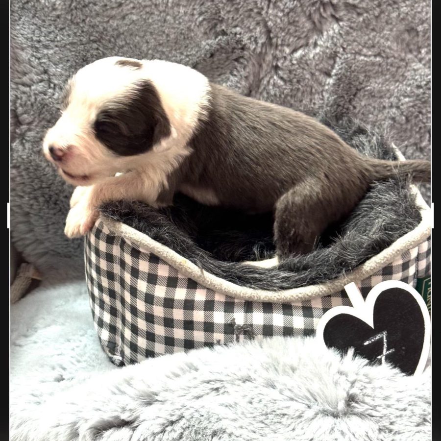 {"data":{"product":"tiktok","metInfo":null}}