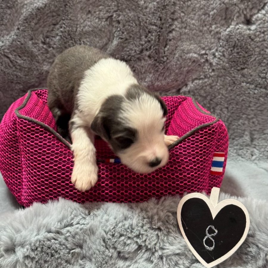 {"data":{"product":"tiktok","metInfo":null}}